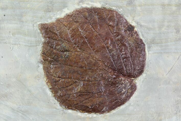 Detailed Fossil Leaf (Davidia) - Glendive, Montana #95466